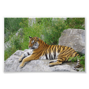 Impression Photo Tigre de Sibérie se reposant sur un rocher