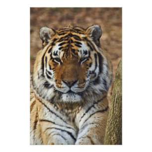 Impression Photo Tigre du Bengale, Panthera tigris, Louisville Zoo,