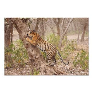 Impression Photo Tigre du Bengale royal grimpant dans l'arbre,