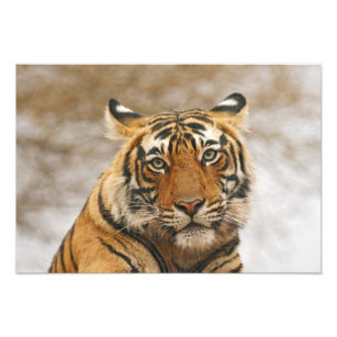 Impression Photo Tigre du Bengale royal - un portrait, Ranthambhor