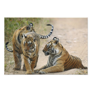 Impression Photo Tigre royal du Bengale et jeunes, Ranthambhor