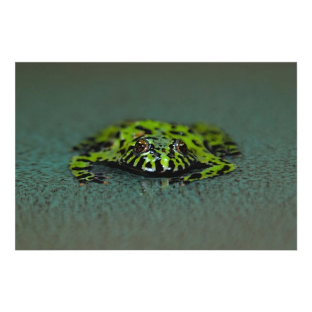 Impression Photo Toad Bellied Fire (Devant)