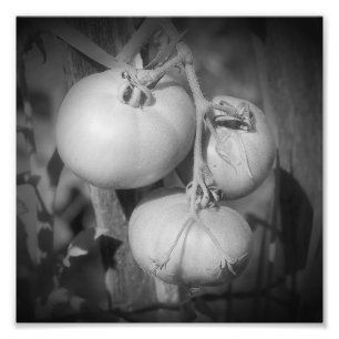 Impression Photo Tomates Sur La Vigne Noir Et Blanc 8x8