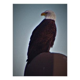 Impression Photo "Top Bird"