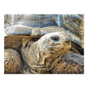 IMPRESSION PHOTO TORTOISE
