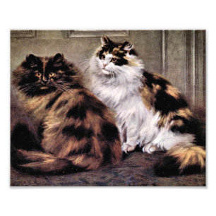 Impression Photo Tortoiseshell