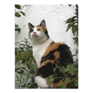 Impression Photo Tortoiseshell et Chat blanc
