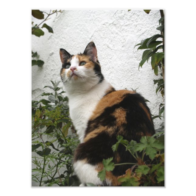 Impression Photo Tortoiseshell et Chat blanc (Devant)