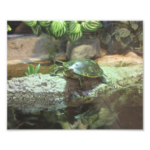Impression Photo Tortue