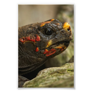 Impression Photo Tortue à pied rouge