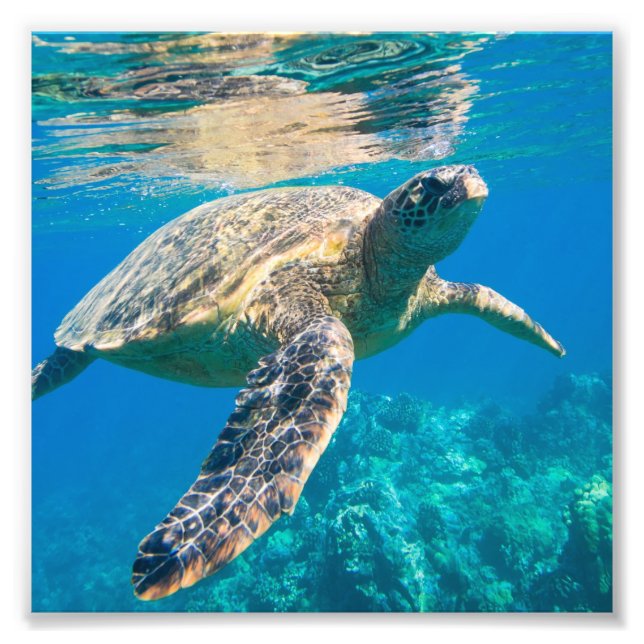 Impression Photo Tortue de mer, Tortue de mer, Chelonioidea, reptil (Devant)