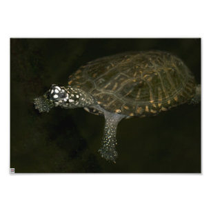 Impression Photo Tortue de natation