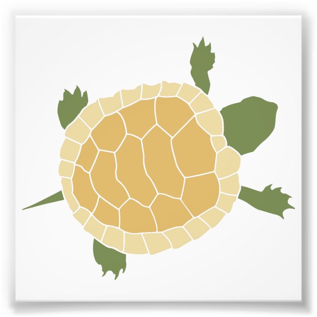 Impression Photo Tortue de petite tortue à l'étourneau (Devant)