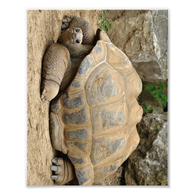 Impression Photo Tortue souriante (Devant)