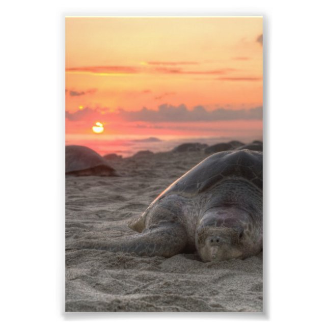 Impression Photo Tortues marines au coucher du soleil (Devant)