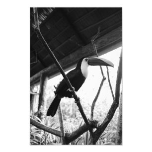 Impression Photo Toucan's Post (B&W)