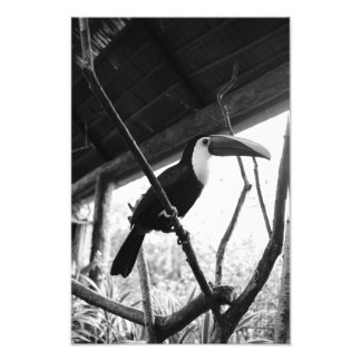 Impression Photo Toucan's Post (B&W)