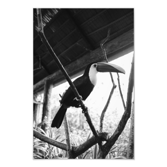 Impression Photo Toucan's Post (B&W) (Devant)