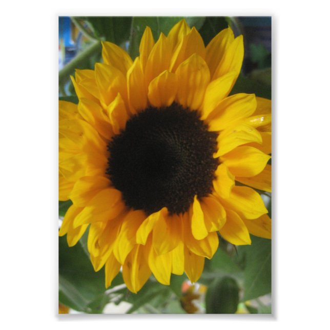 Impression Photo Tournesol (Devant)