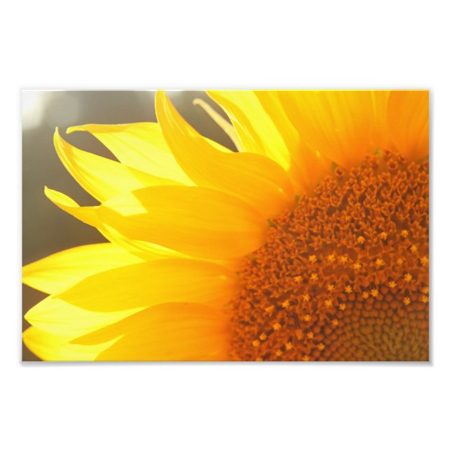 Impression Photo Tournesol (Devant)