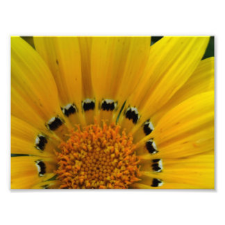 Impression Photo Tournesol rapproché