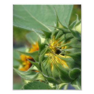 Impression Photo Tournesol se dépliant 8x10