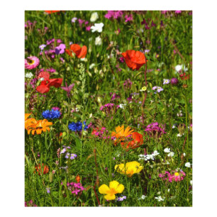 Impression Photo toutes sortes de belles fleurs