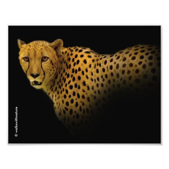 Impression Photo Traces commerciales avec un magnifique guépard (Devant)