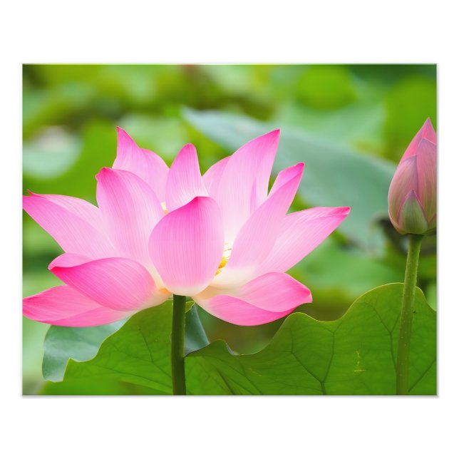 Impression Photo Tranquillité : Fleur de Lotus rose en fleur (Devant)