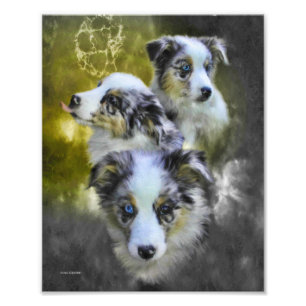 Impression Photo Triade de chiot australien