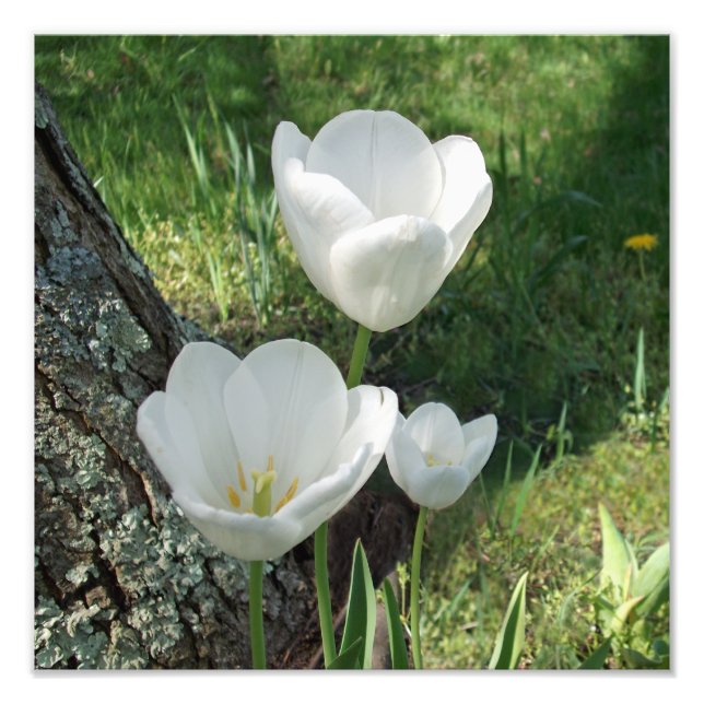 Impression Photo Trio de fleurs de tulipes blanches (Devant)