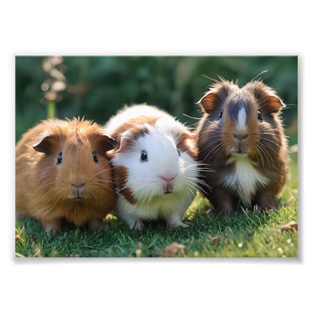 Impression Photo Trois bébés cochons de Guinée, (Devant)