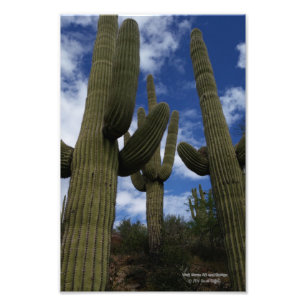 Impression Photo Trois cactus du Saguaro contre ciel bleu et nuages