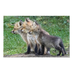 Impression Photo Trois Kits Fox