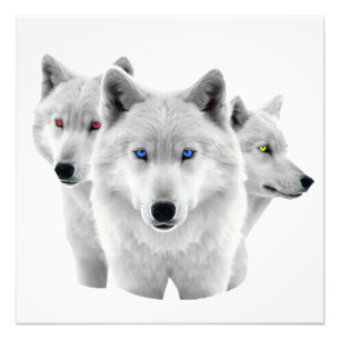 Impression Photo Trois Loups blancs