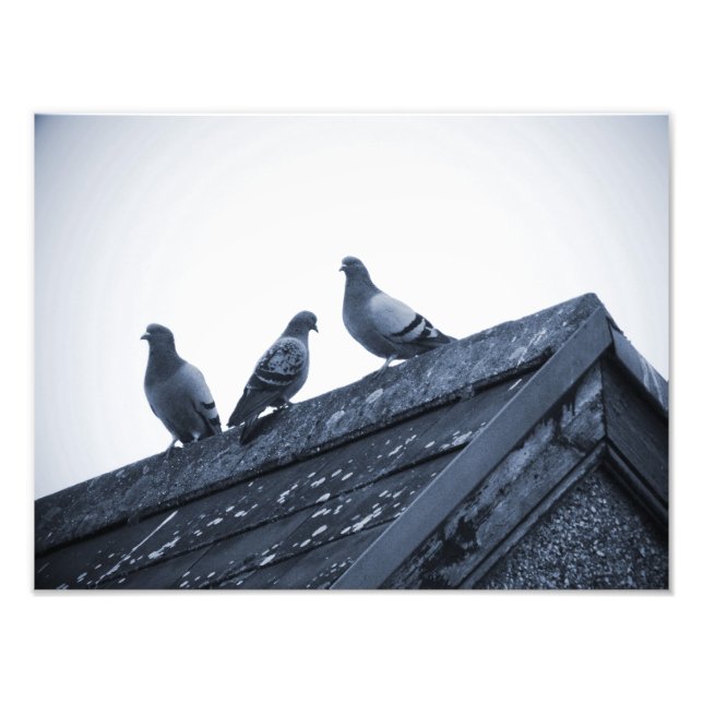 Impression Photo Trois pigeons sur un toit (Devant)
