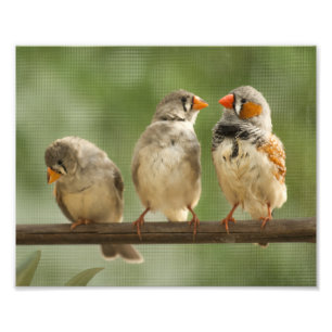 Impression Photo Trois pointes sur une perruque