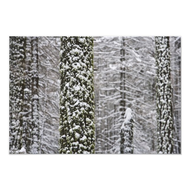 Impression Photo Troncs d'arbres couverts de neige dans la vallée d (Devant)