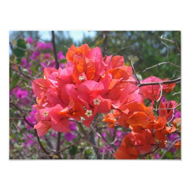 Impression Photo Tropical Pink Bougainvillea Island Floral (Devant)