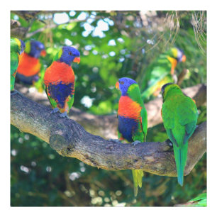 Impression Photo Troupeau des lorikeets d'arc-en-ciel sur une