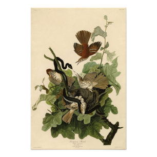 Impression Photo Trush rougineux (Tricheur Brown) Audubon Birds
