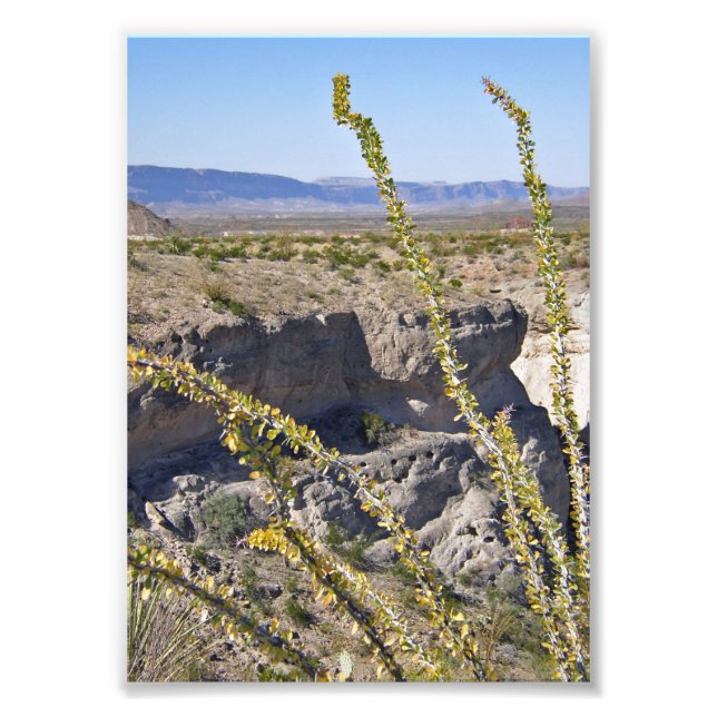 Impression Photo Tuff Canyon & Ocotillo, Parc National Big Bend (Devant)