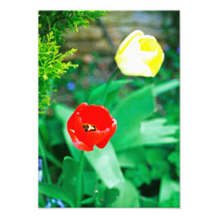 Impression Photo Tulipes