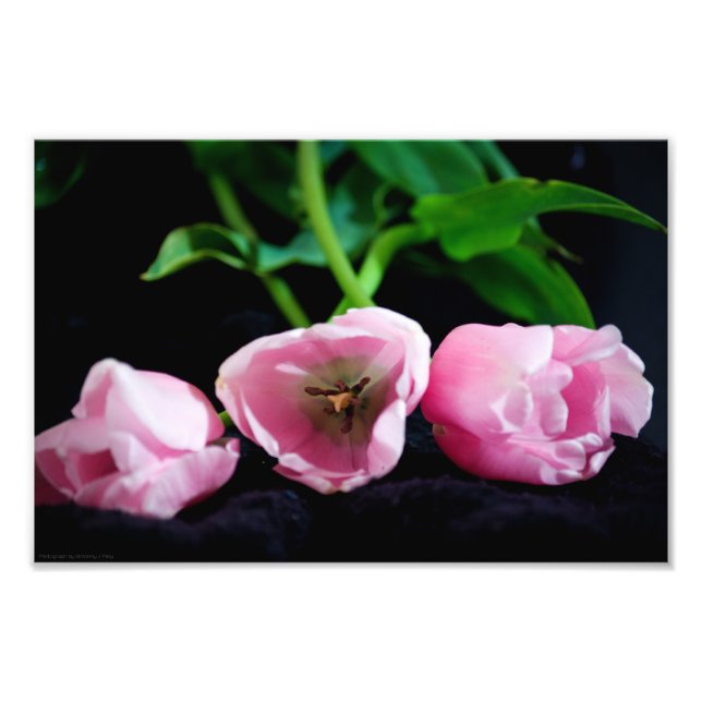 Impression Photo Tulipes 3273 (Devant)