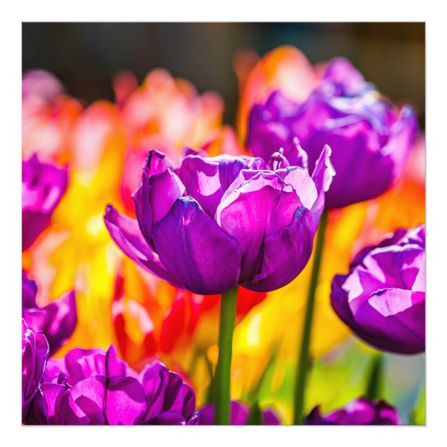 Impression Photo Tulipes Enchantant violet (Devant)