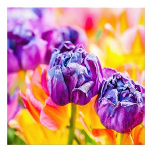 Impression Photo Tulipes Enchanter 14