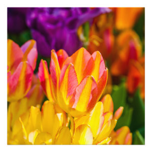 Impression Photo Tulipes Enchanting 16
