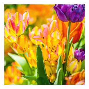 Impression Photo Tulipes Envoûtantes 01