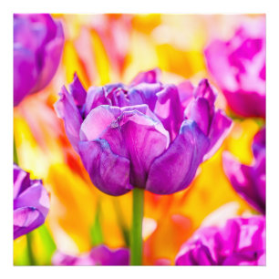 Impression Photo Tulipes Envoûtantes 06