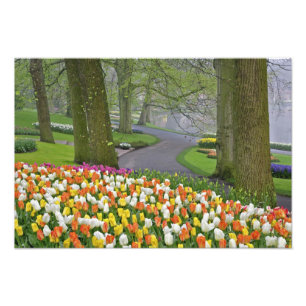 Impression Photo Tulipes et route, Jardins de Keukenhof, Lisse,